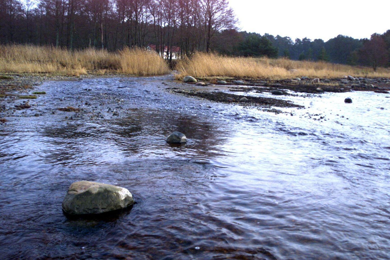 Inspektsioon on tugevdanud lõhejõgedel järelevalvet.
