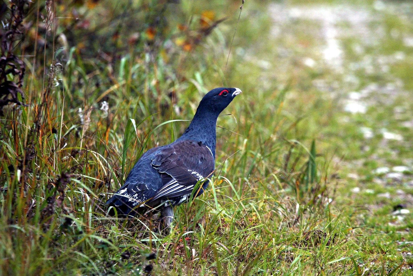 Eesti teadlaste uuringust selgub, et metssead on niigi väheneva arvukusega metisstele oluliselt suuremaks ohufaktoriks kui seni arvatud.