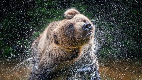 HARULDANE VIDEO ⟩ Valgamaal käis karu rajakaamera ees ujumas