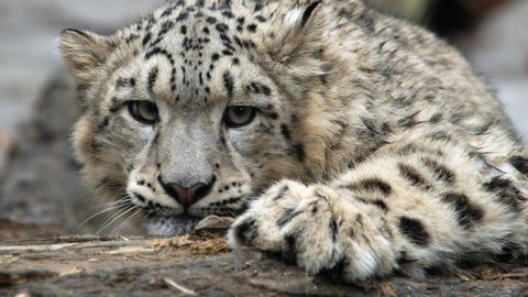 Kentucky loomaaia aevastav ja köhiv lumeleopard osutus koroonapositiivseks