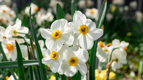 Trešdien gaiss iesils līdz pat +18 grādiem