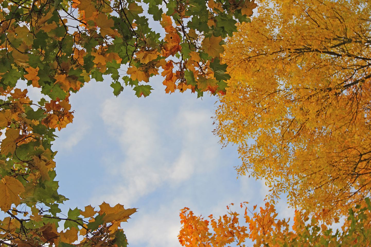Sügis, hommik, sügishommik, oktoober, värvilised puud pargis. Vaher, vahtrapuu.