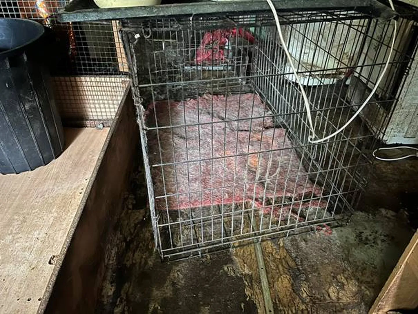Põllumajandus- ja toiduamet võttis Jõgevamaal omanikult ära kaheksa koera, kes elasid räpastes tingimustes. Koerad viiakse varjupaika.