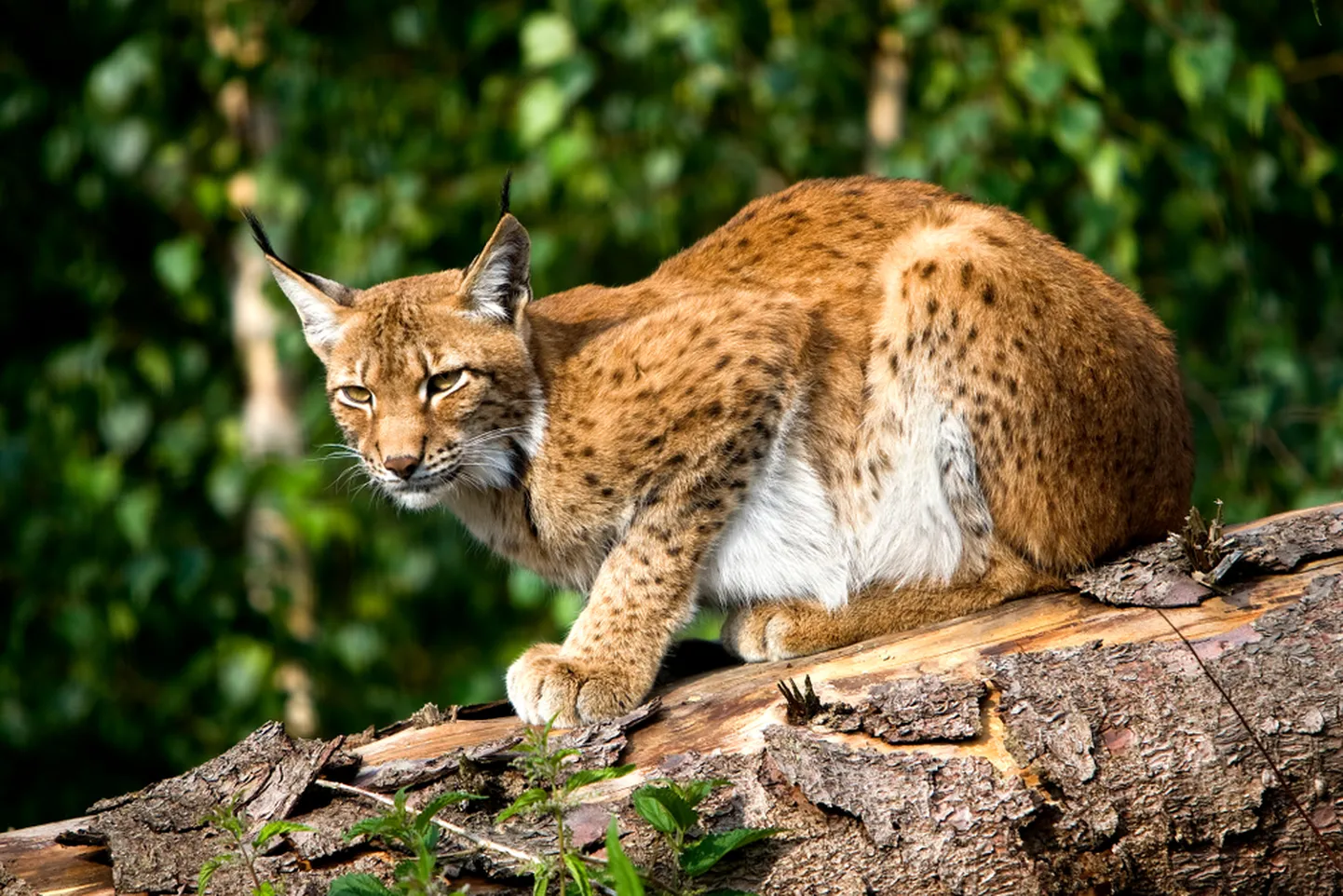 Ilves. Foto on illustratiivne