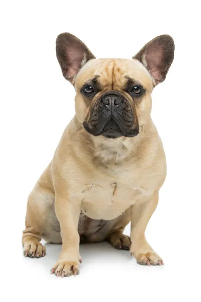 Prantsuse buldog