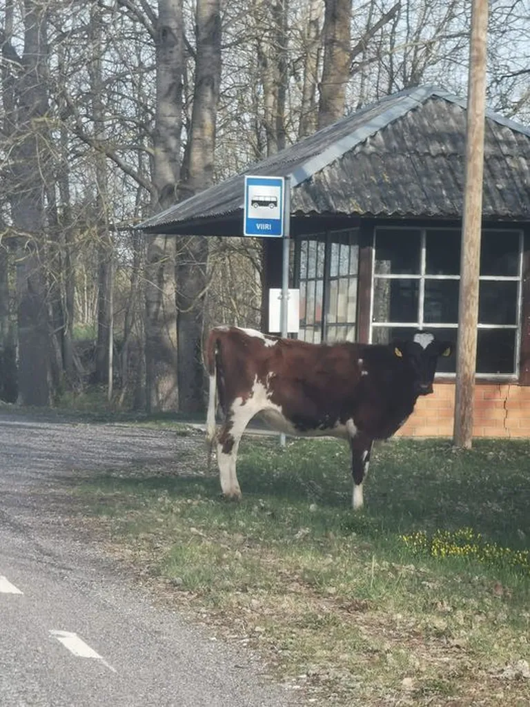Lehm Hiiumaa bussipeatuses.