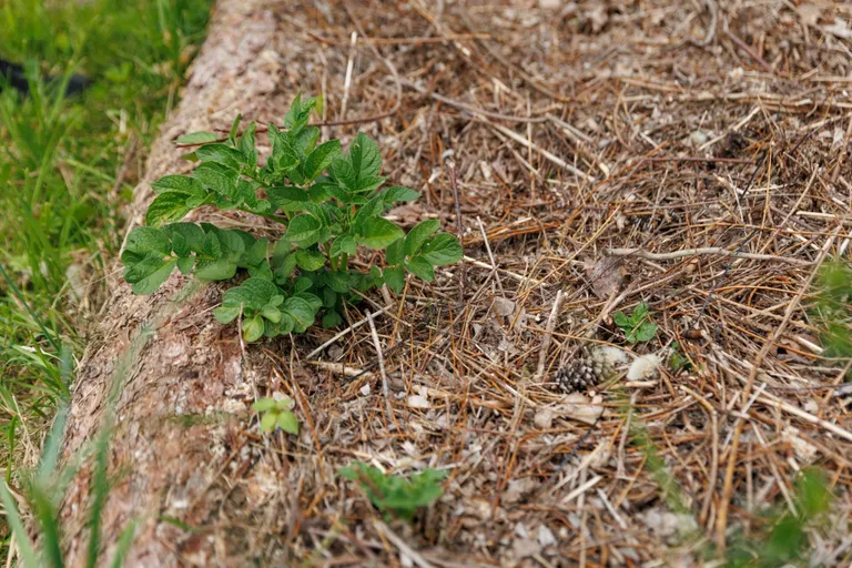 Kartulid ei kasva siin vaos, vaid hajali mitmel põllulapil.
