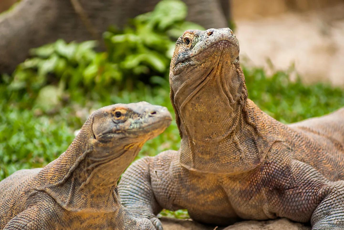 Komodo varaanid. Pilt on illustreeriv.