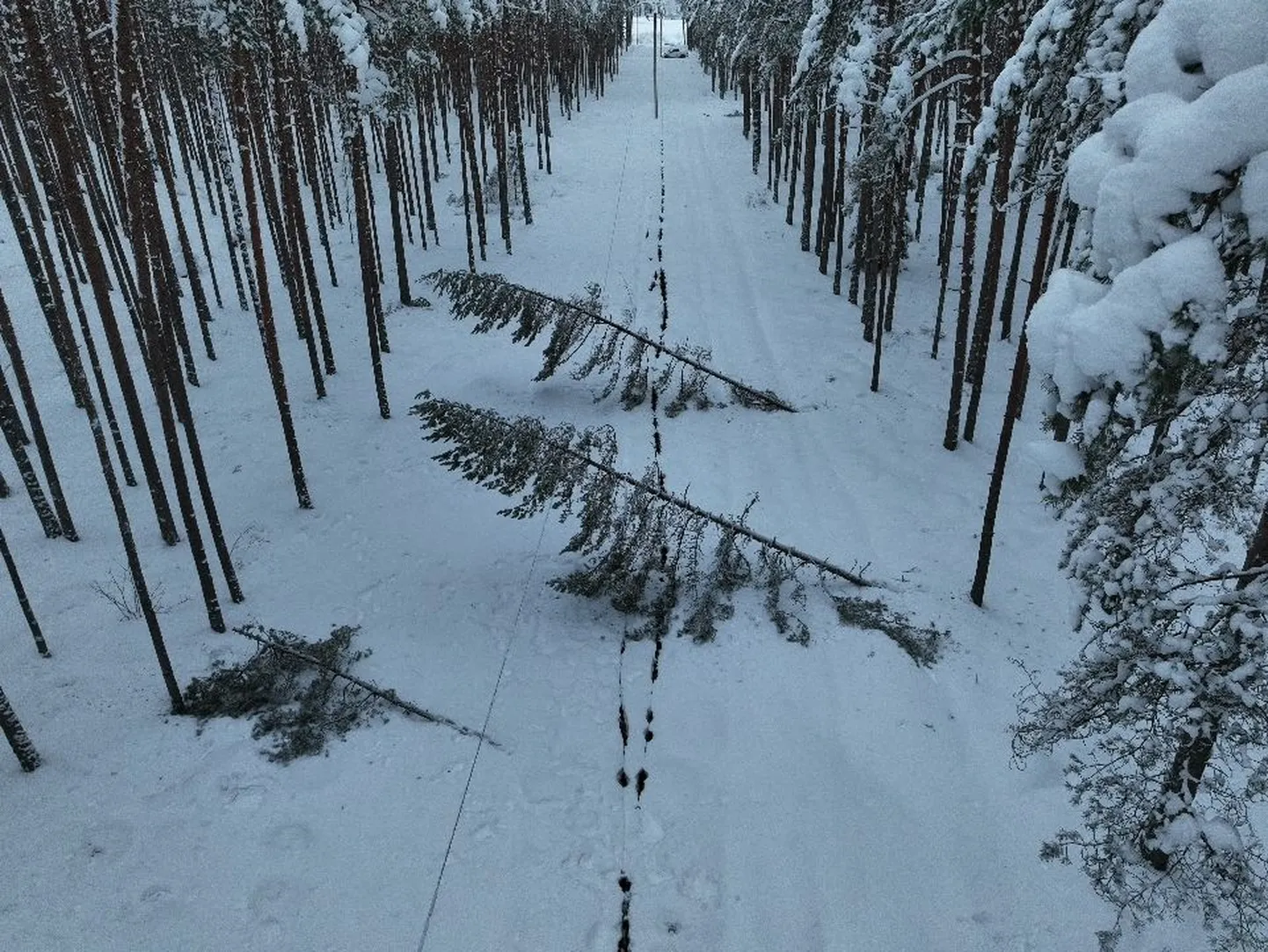Puud langevad lume raskuse all elektriliinidele.