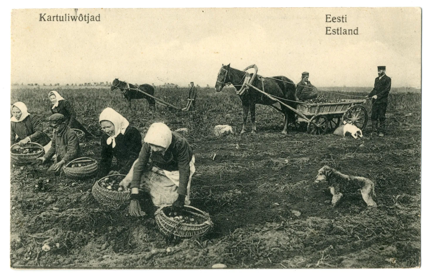 Kartulivõtt Eestimaal.
