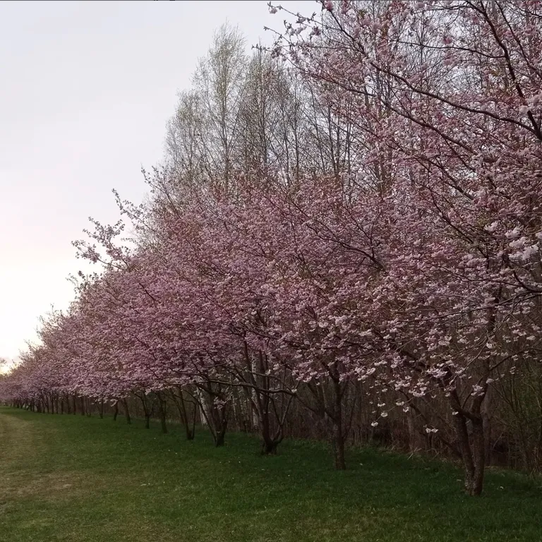 Сакура