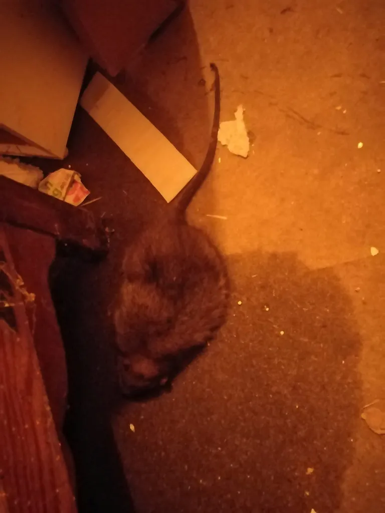 Rott leiti hiljem surnuna, kuigi püüda teda ei õnnestunud.