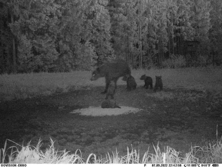 В Йыгевамаа камера наблюдения засняла медведицу, которая гуляла с пятью медвежатами. Пять детенышей у одной медведицы — редкое явление.