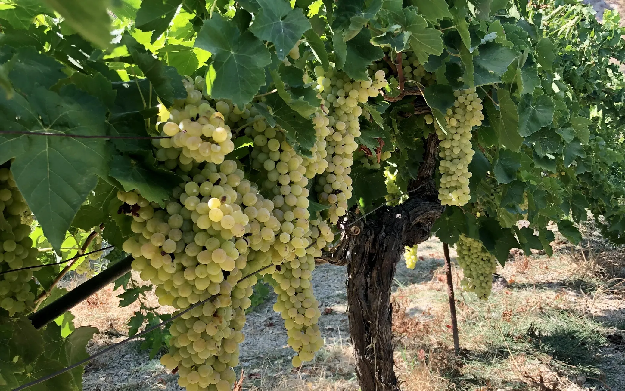 Kreeta veiniaiad asuvad enamasti mägede ümber ja mäekülgedel.