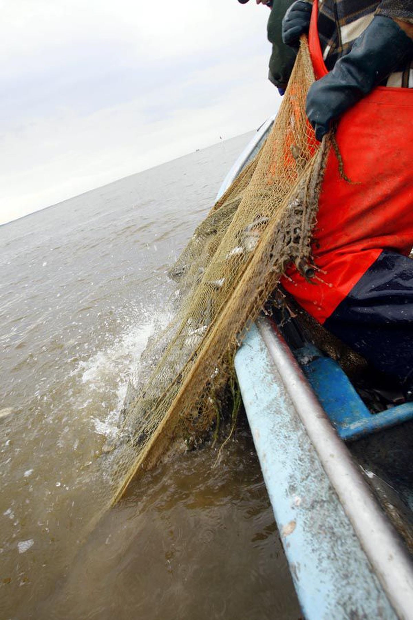 Võrtsjärve kalur Aivar Kärp tõmbas oma rannapoolsetest mõrdadest välja ligi 500 kilogrammi hõbekokresid.