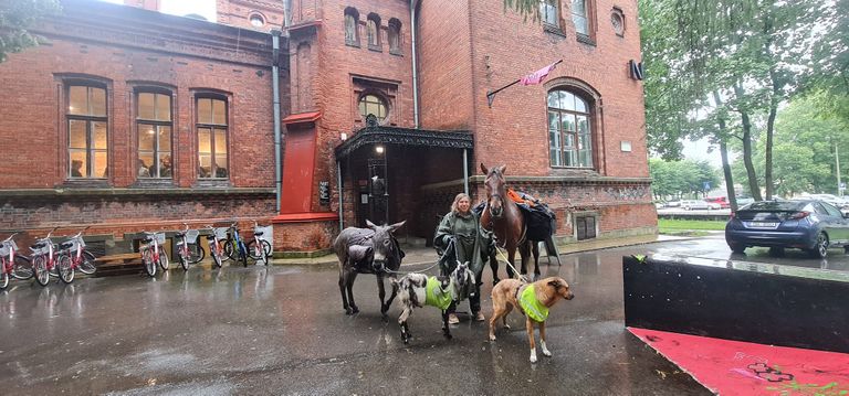 Промокшая и уставшая, но довольная: Йоханна с лошадью, ослом, козлом и собакой Паулой своей спутницы по походу Маде перед местом своей работы в Нарве.