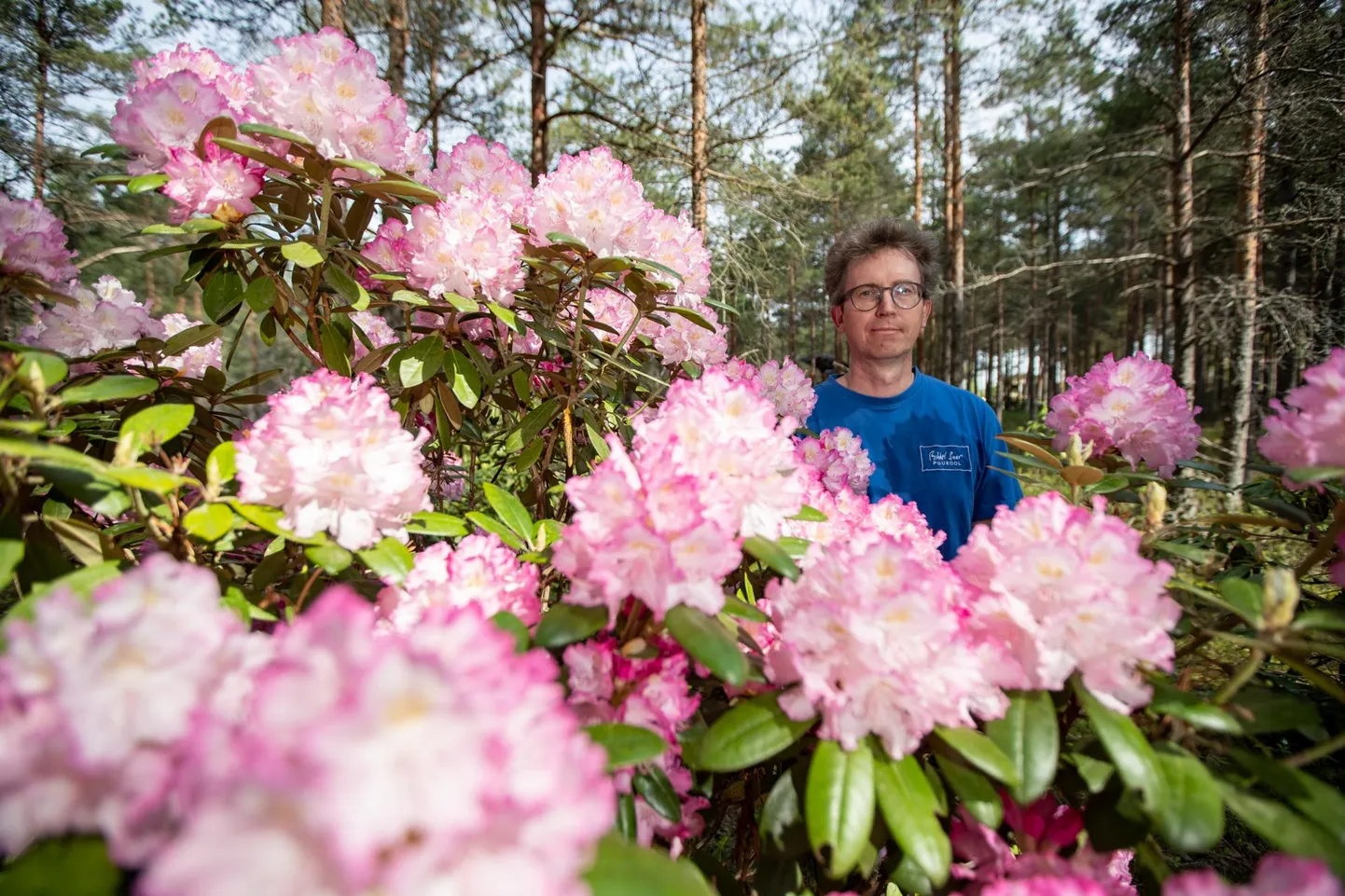 Tumeroheliste lehtede ja roosakasvalgete lopsakate õitega Smirnovi rododendron ’Gradito’ on Mihkel Saare metsaaias hästi edenenud.