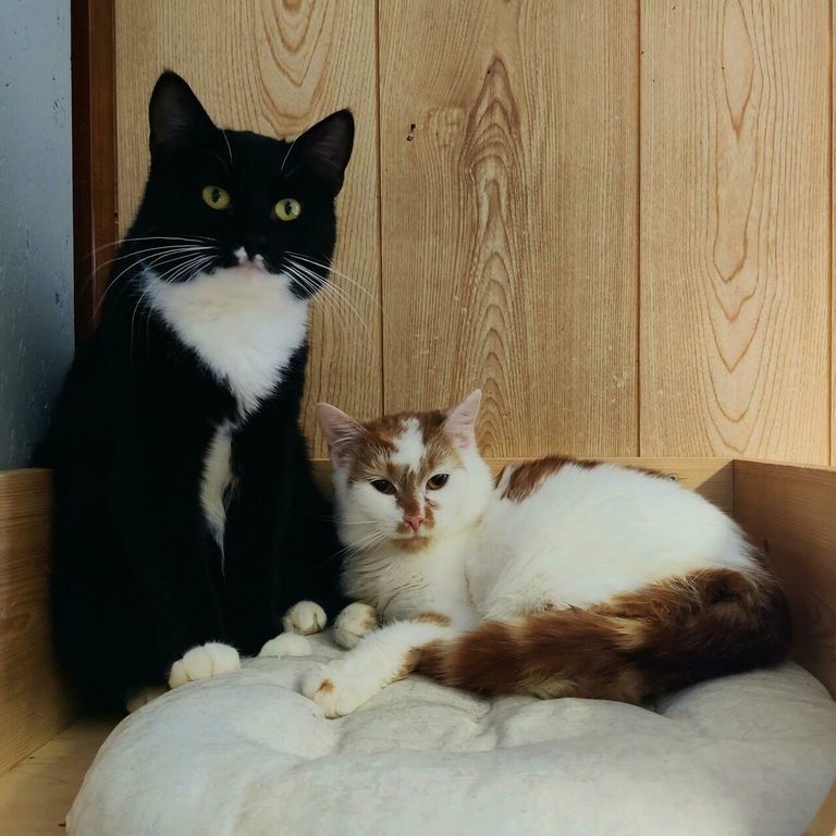 Mustvalge kassitüdruk Ramona ja pruunvalge Timur on mõlemad pärit Rannametsa külast.