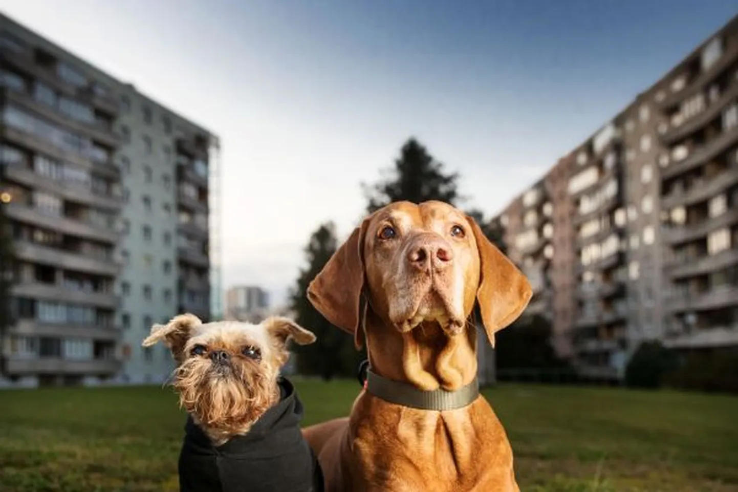 Artikli foto