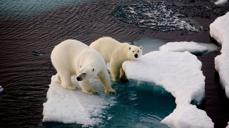 Белые медведи останутся без арктического льда еще до 2050 года. Хотя бы раз, в конце особо жаркого лета