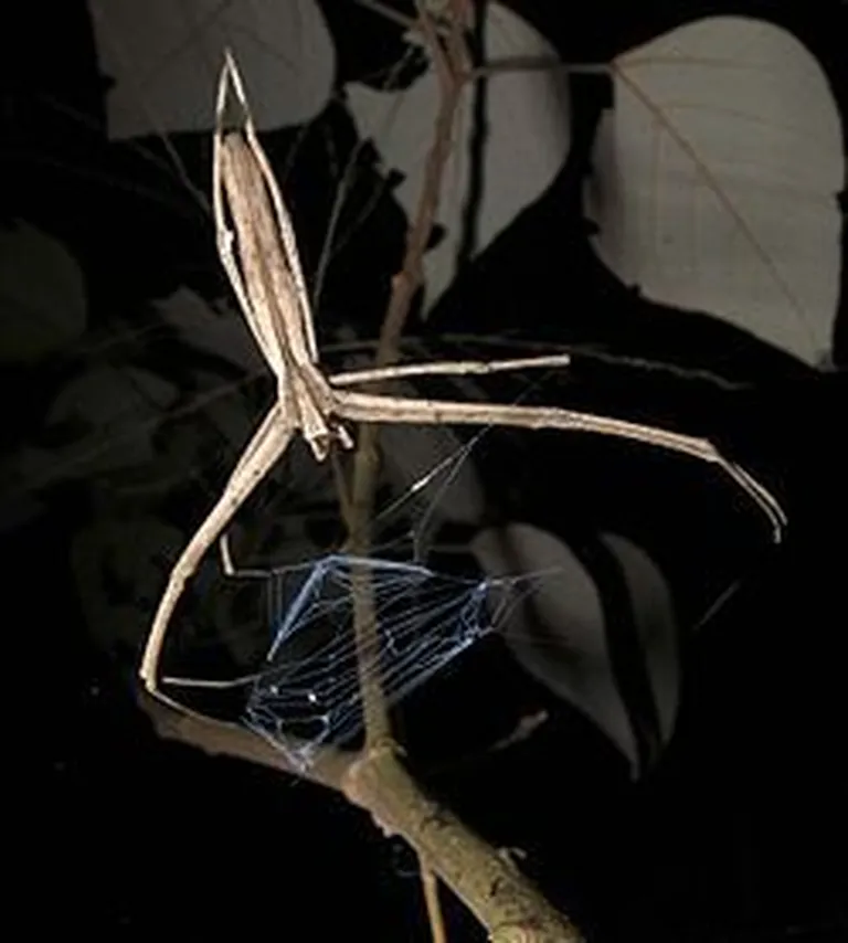 Deinopidae