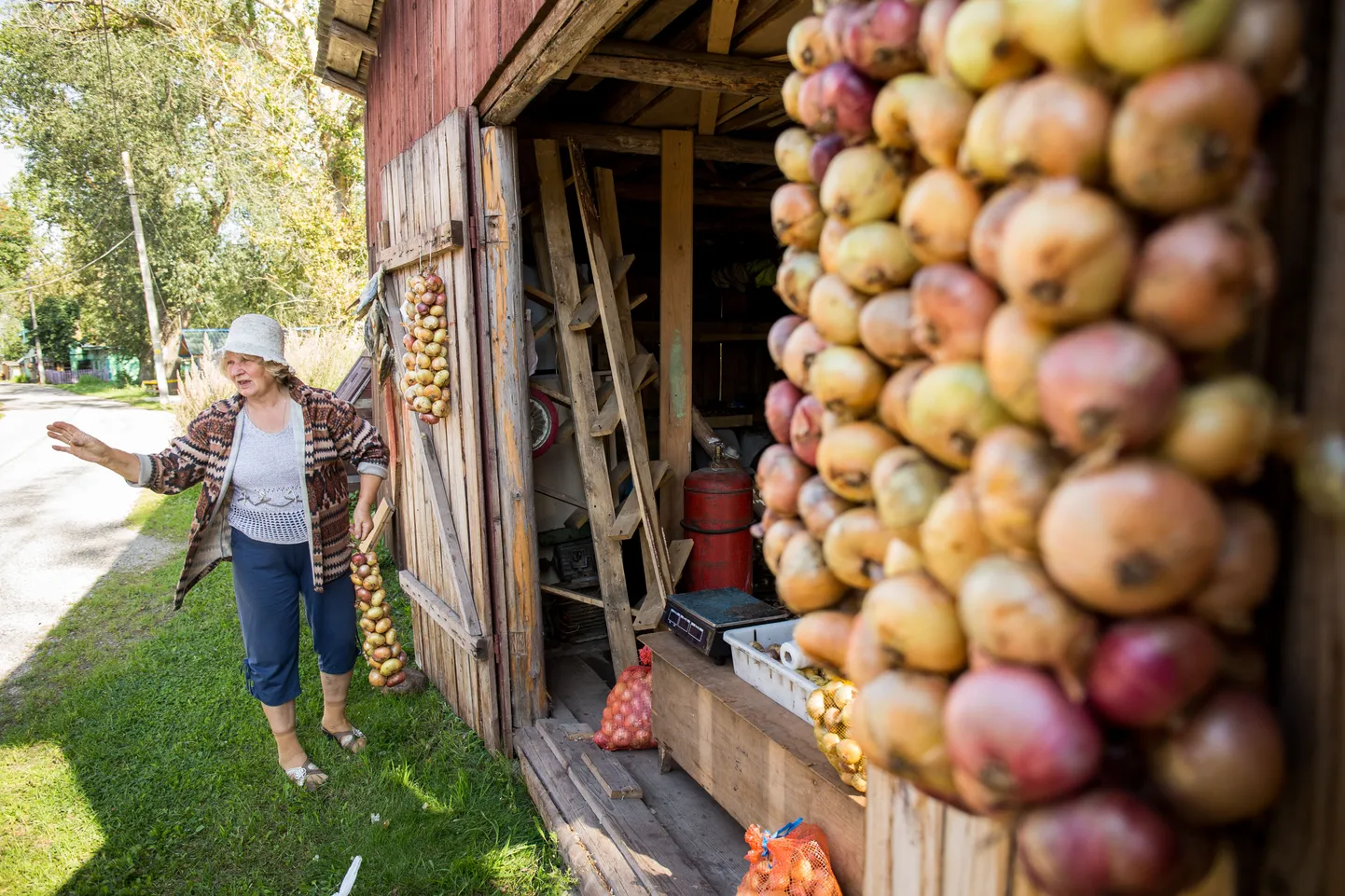 Kasepää sibulakasvataja Aleksandra Sergina peenardel kasvas kolm tonni sibulaid, mis nüüd lähevad kaubaks hinnaga kaks eurot kilost ja kuni kümme eurot suure vaniku eest. Peipsi sibulale on iseloomulik värvikirevus.