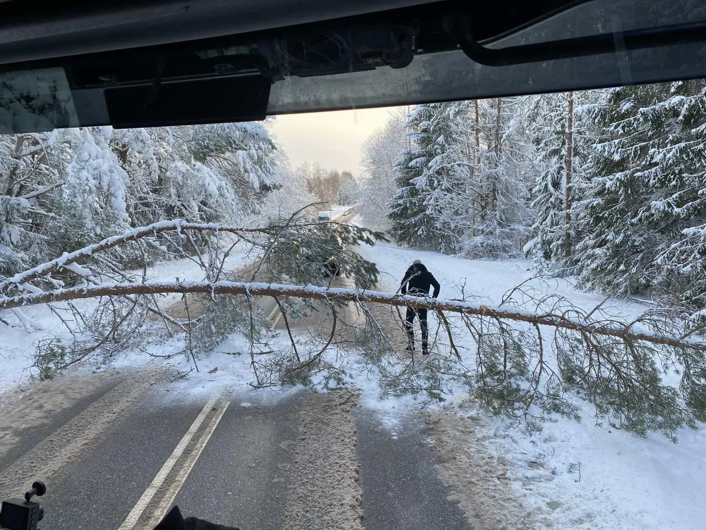 Möödunud ööpäeval käisid Pärnumaa päästjad 16-l korral teedele ja tänavatele murdunud puid eemaldamas.