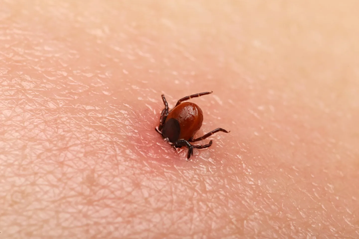 Puukentsefaliidiviirus satub inimese verre juba puugisülje esimese portsuga, aga borrelioosi nakkuse saamiseks kulub vähemalt 12 tundi