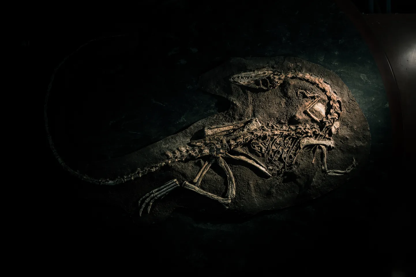 Eelajaloolise looma fossiil. Pilt on illustreeriv