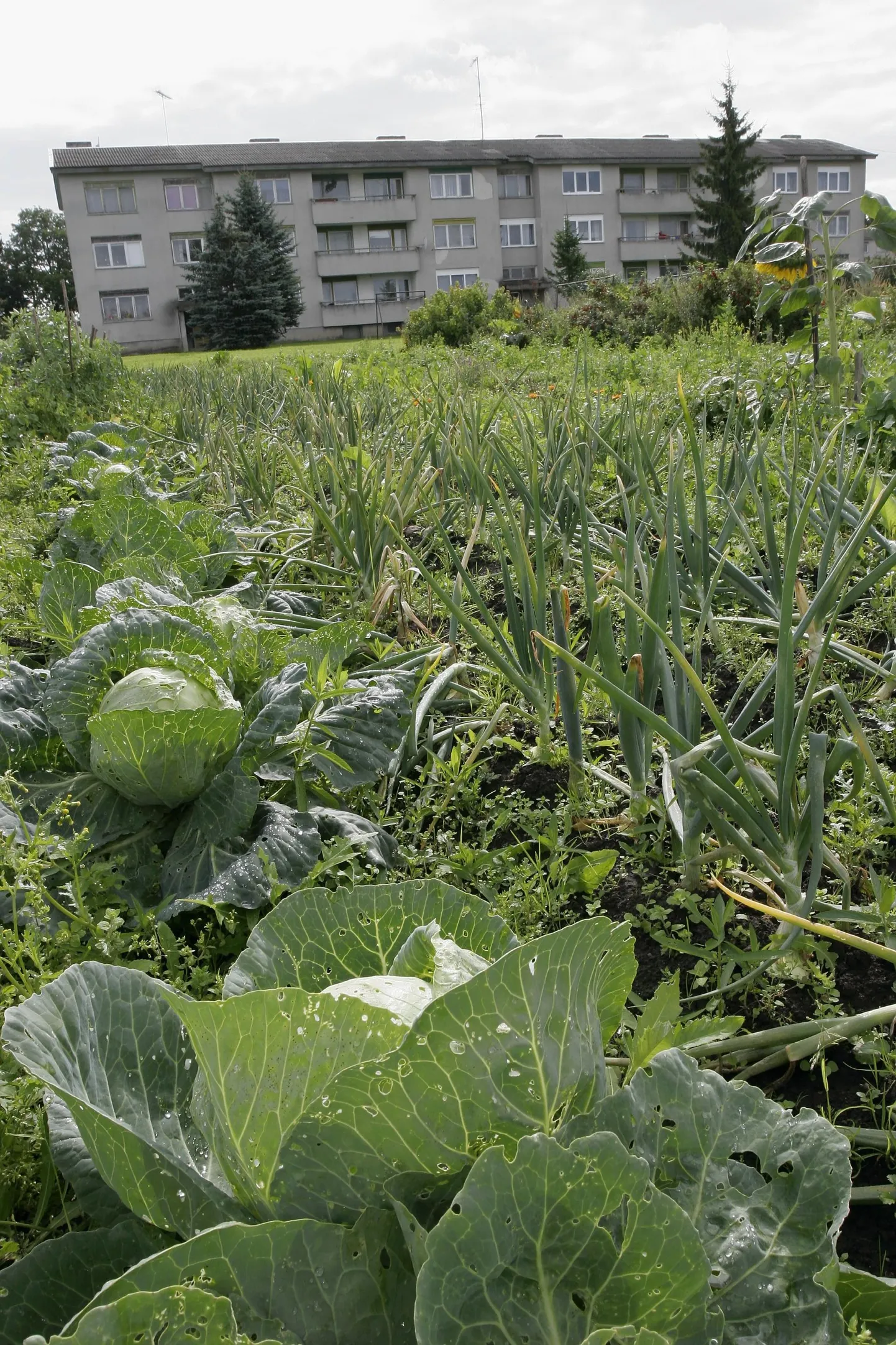 Maa-asulate juures on väga levinud nõukogude ajal rajatud aiamaad, mida on vahepeal omaalgatuslikult laiendatud või kuhu on lausa elamu püsti pandud. Paraku tuleb siin valmis olla, et ühel hetkel otsustab riik selle maa enampakkumisele panna.