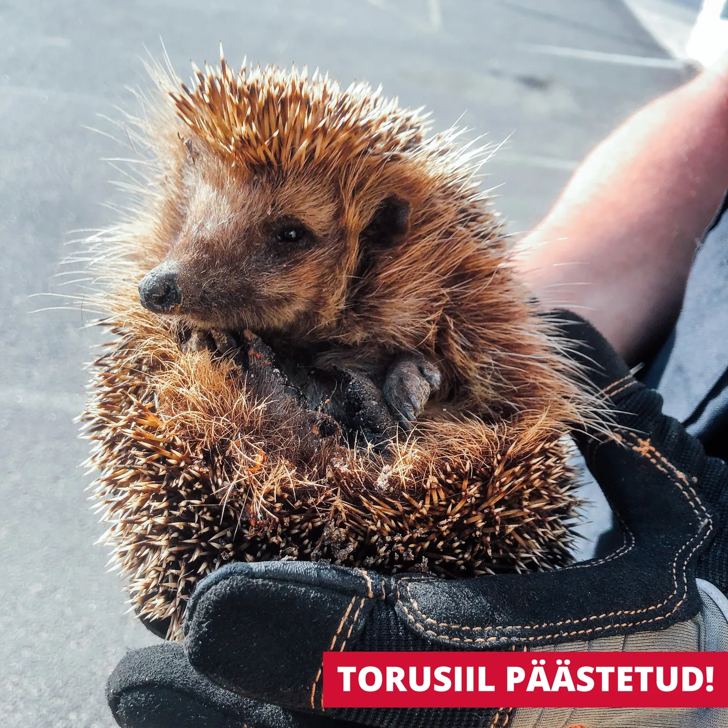 Päästetud siil