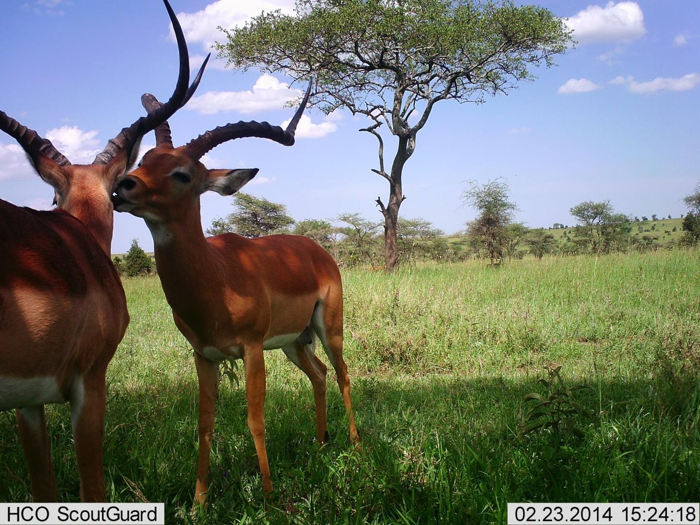 Tehisintellekt suutis pea kõikidel Snapshot Serengeti projekti 3,2 miljonil fotol esinevad loomad ära tunda. Näiteks sellel fotol seisavad arvuti õigetel andmetel kaks impalat.