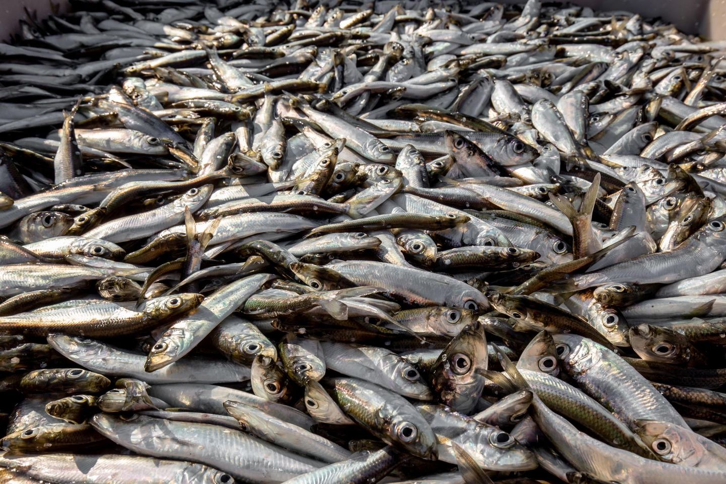 Uuel aastal võivad kalurid püüda üle 1500 tonni räime tänavusest rohkem.