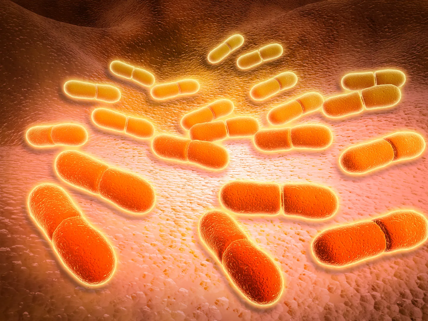 Sellel pildil on bakterid, kellele on antud nimeks Listeria monocytogenes. Niisuguste märkajal tuleb käed kähku ära pesta, sest selline imepisike olend põhjustab nakkushaigust listerioosi, mis levib eeskätt loomsete toiduainetega.
