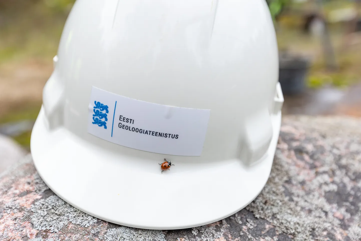 Geoloogiateenistus.


Foto: Dmitri Kotjuh/ Järva Teataja