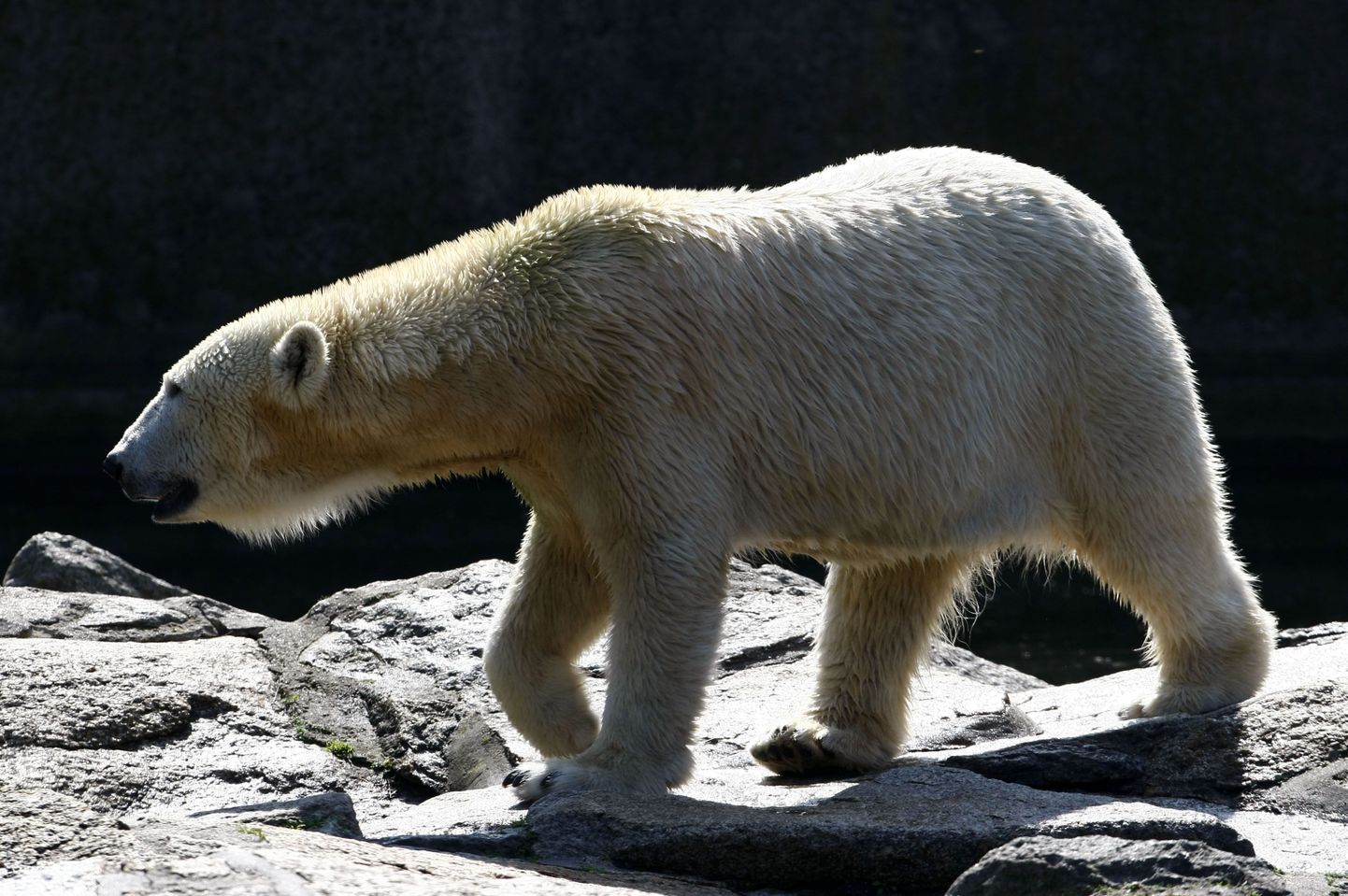 Jääkaru Berliini loomaaias.
