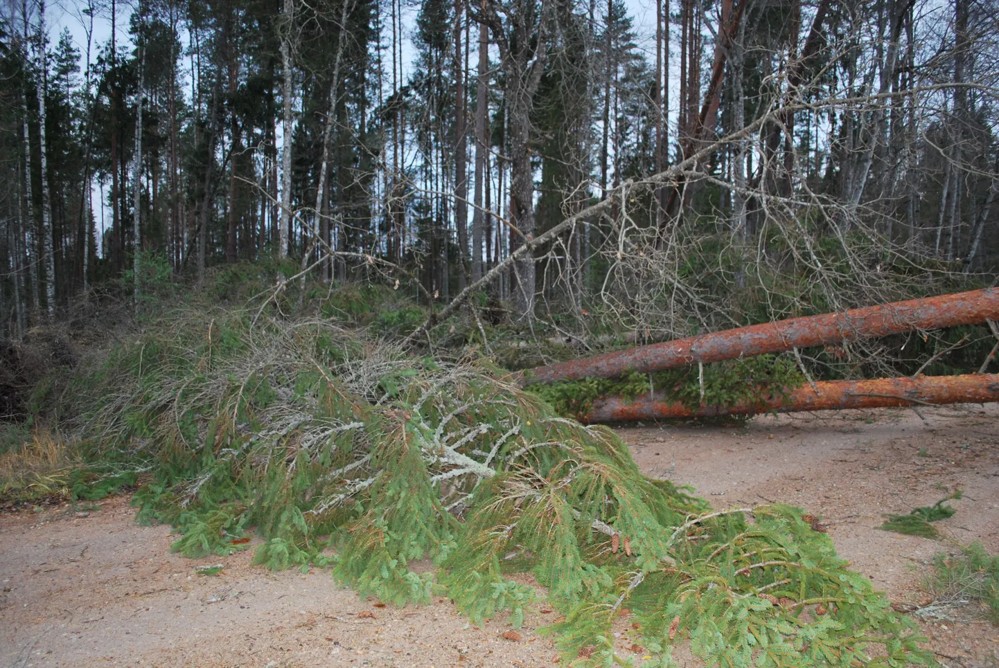 Torm on tihti salakaval. Hakkab esialgu mässama ookeani avarustel, kogub veel jõudu juurde ja kui suuna Euroopa mandrile võtab, on meil kitsas käes: puud murduvad ja teed muutuvad kohati seetõttu läbimatuks.