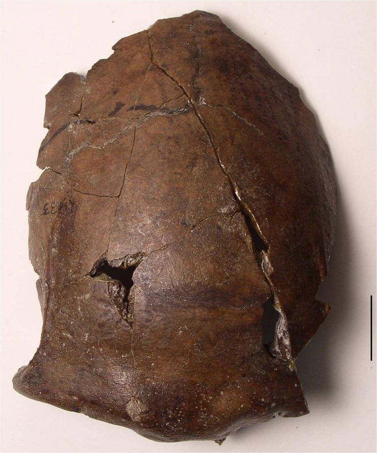 6000 aasta vanune kolju, mis leiti Paapua Uus-Guineast.
