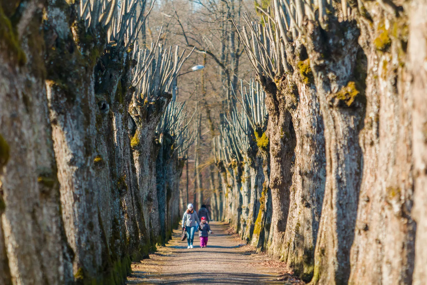 Wöhrmanni allee Sindis