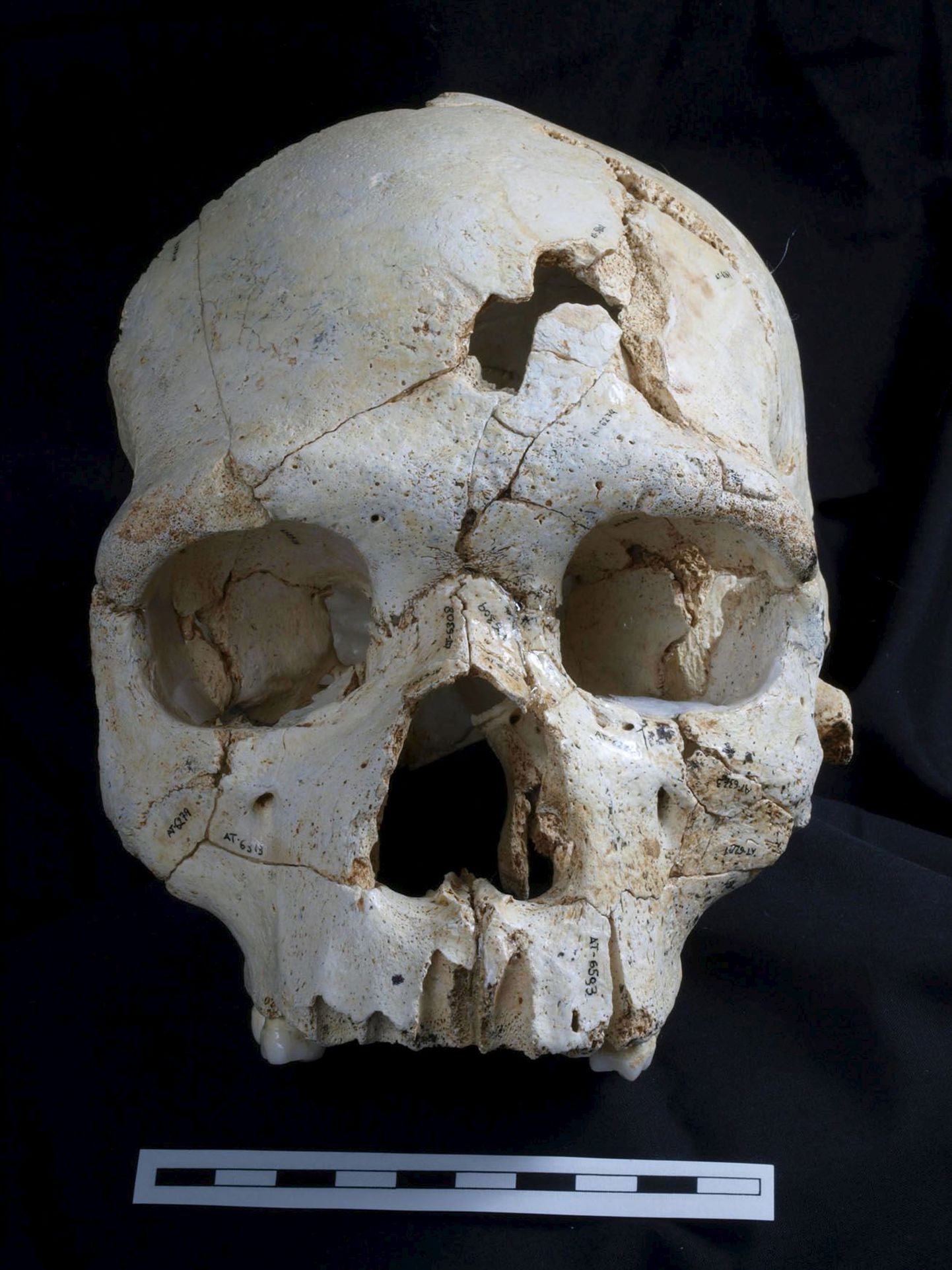 430 000 aastat tagasi hukkunud neandertallane võib olla esimene teadaolev mõrvaohver