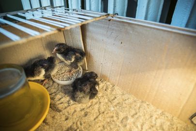 Õpetaja Heidi Jakobsoni juhendamisel seati munad inkubaatorisse, peagi piiksusid lasteaias juba pehmed sulepallid.