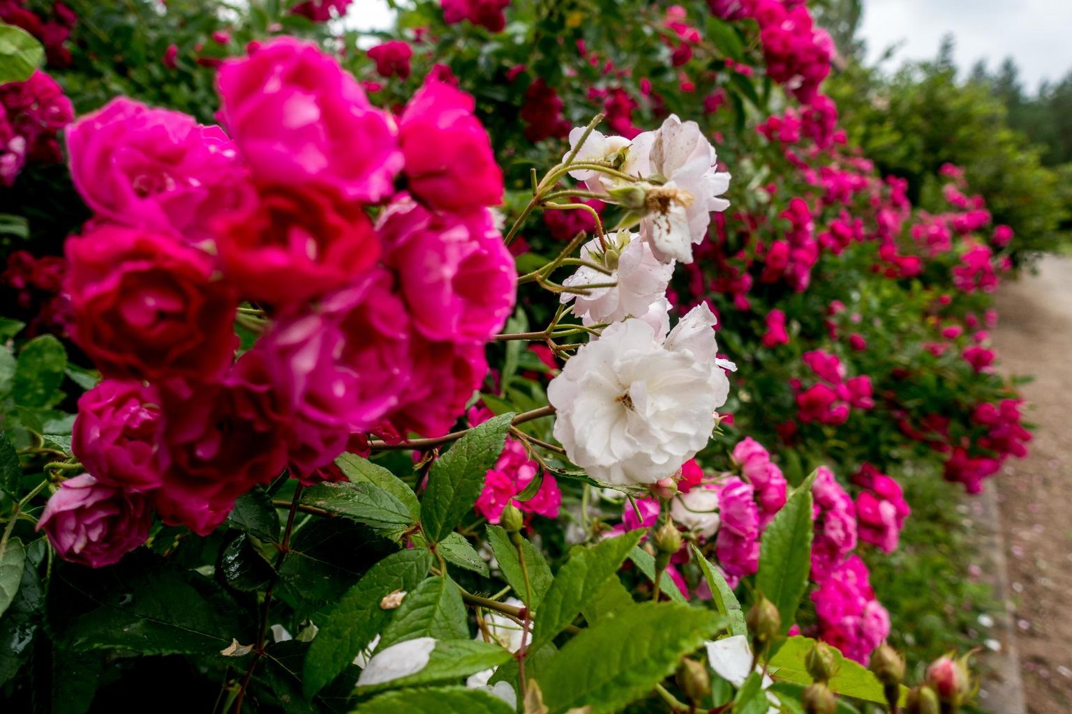 Hästi hooldatud roosipeenar on iga aia uhkus.