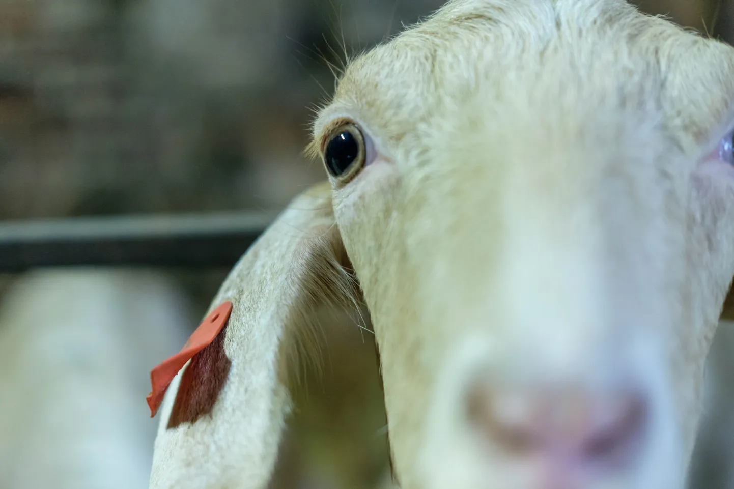 Viimase kahe aasta jooksul on Eestis lammaste ja kitsede arvukus vähenenud ligi viiendiku võrra.