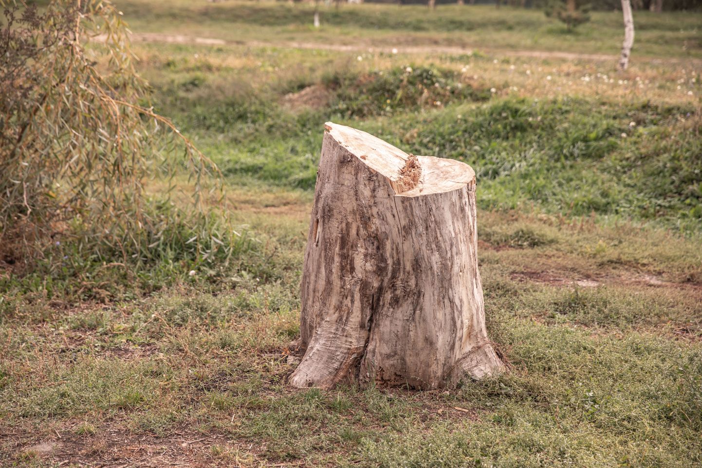 Срубленное дерево. Иллюстративное фото