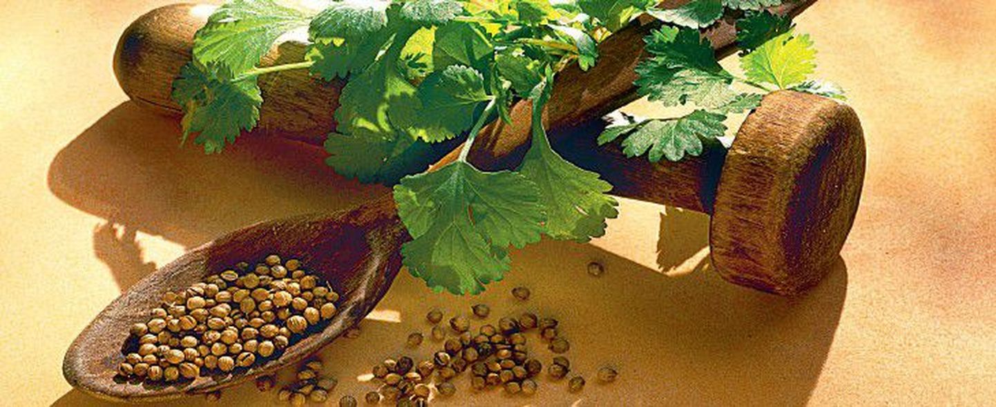 Koriandrit saab osta nii seemnete, purustatud pulbri kui ka roheliste lehtede kujul.