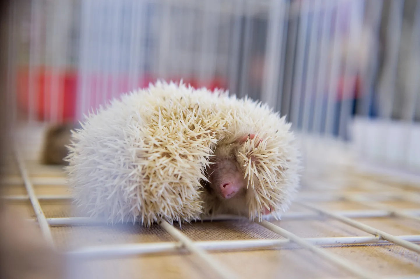 Pisiloomad näitusel Zooexpo