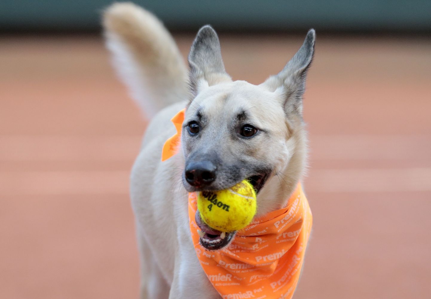 Koer Brasiilia tennisevõistlustel palli püüdmas.