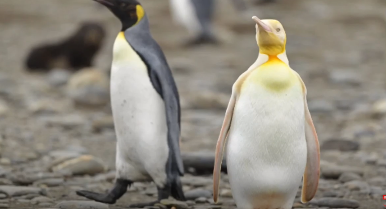 Lõuna-Georgia saarel on ebatavaline kollane pingviin, tagapool on näha tavapärase must-valge sulestikuga pingviini.  Sel pingviinil on vaid peas ja kurgu all laik kollast