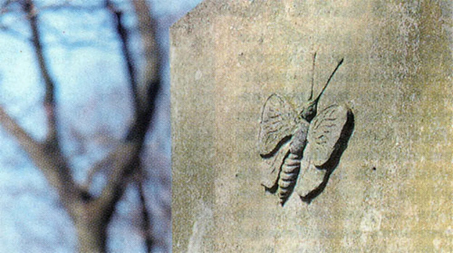 Raksta foto
