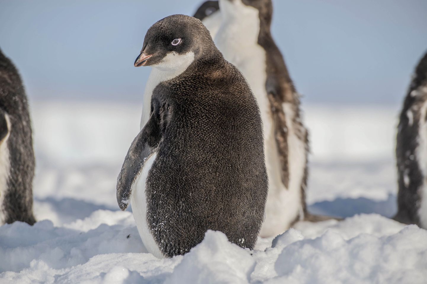 Arktikas pesitsevate Adeelia pingviinide poeg, 3. veebruar 2024. a.